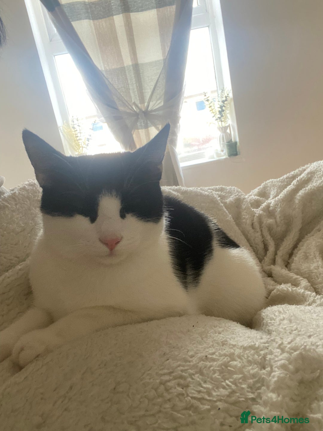 Turkish Van cats for sale: Kitten (Turkish Van X ) - Advert 2