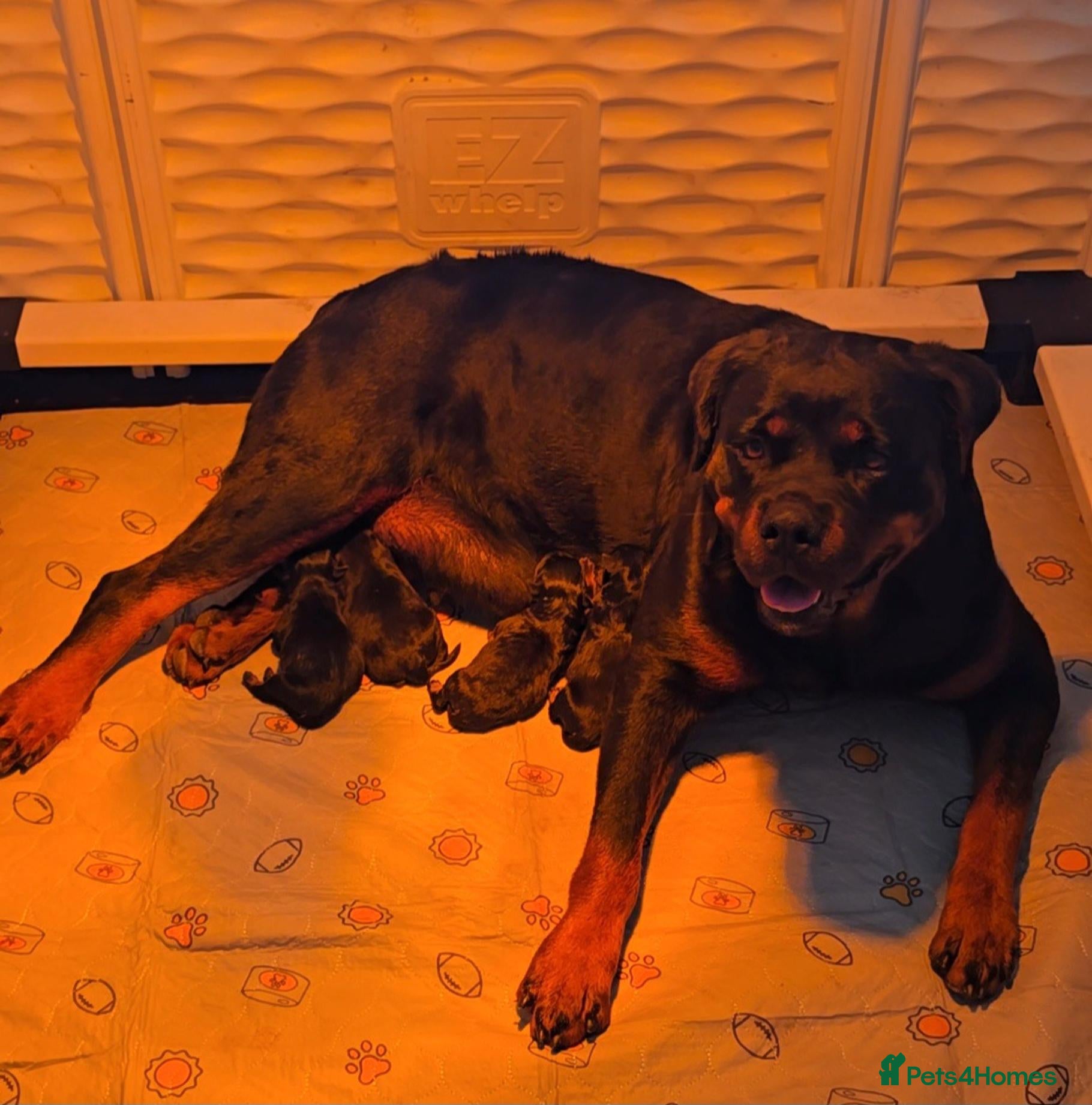 Rottweiler dogs for sale: Well socialised rottweiler pups for sale in Hatfield - Advert 8