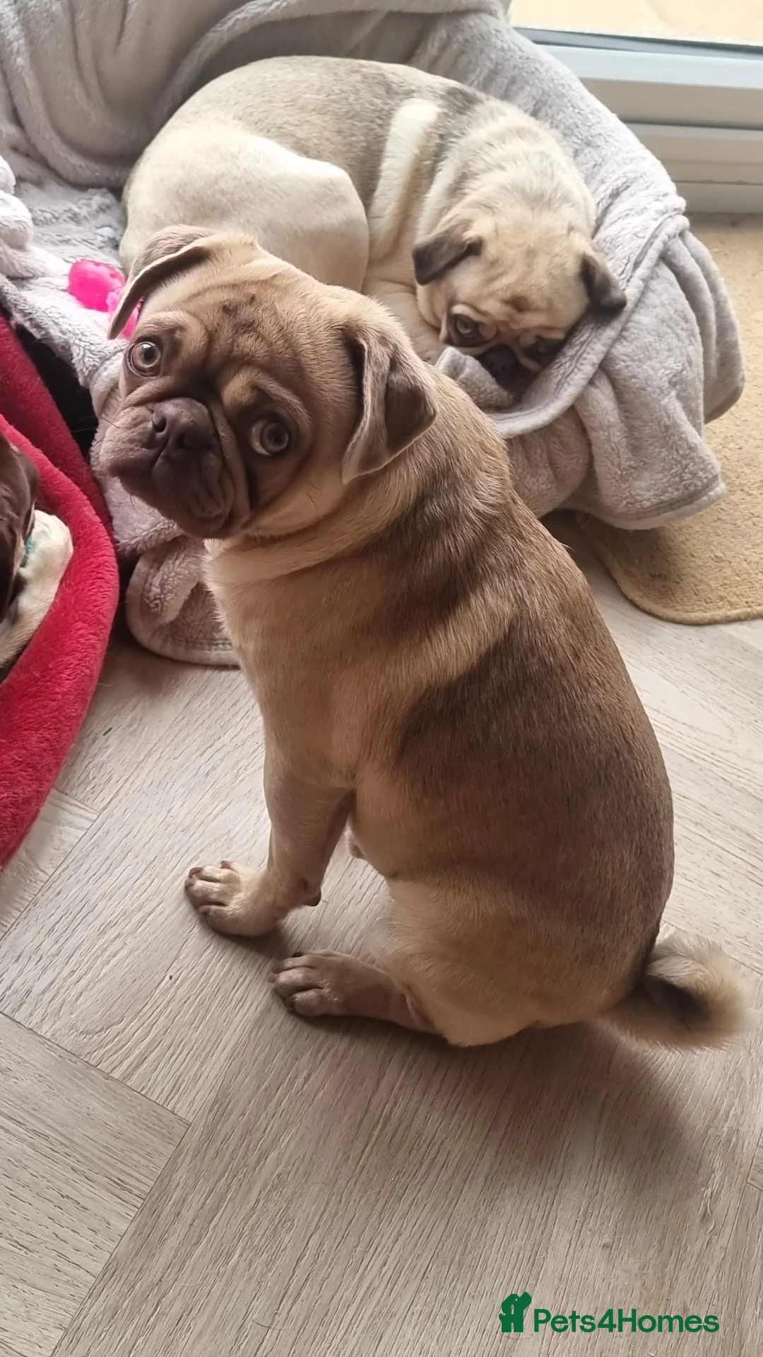 Pug dogs for stud: KC Lilac fawn pug for stud in Cockermouth - Advert 11