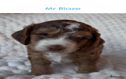 Cockapoo dogs for sale: Charming Cockapoo puppies. Pick your perfect pal! - Advert 11