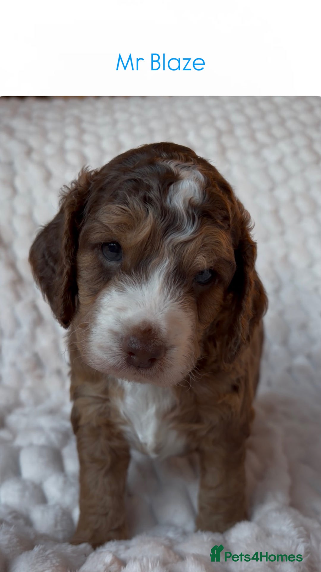 Cockapoo dogs for sale: Charming Cockapoo puppies. Pick your perfect pal! - Advert 11