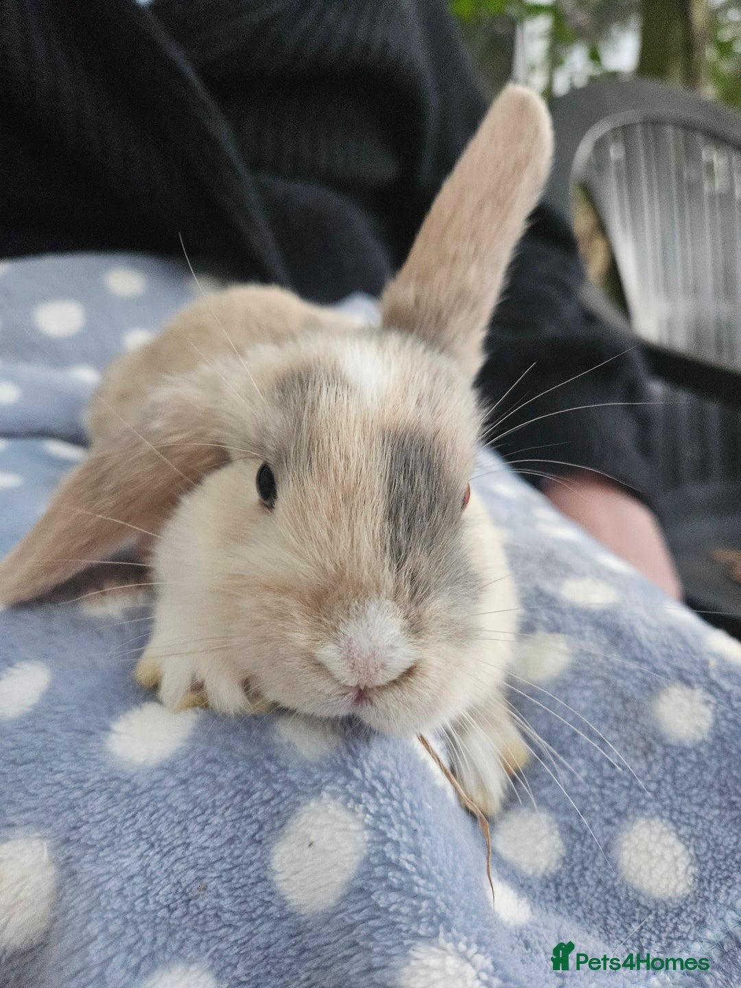 Mini Lop rabbits for sale: 4 gorgeous mini lop boys - Image 12