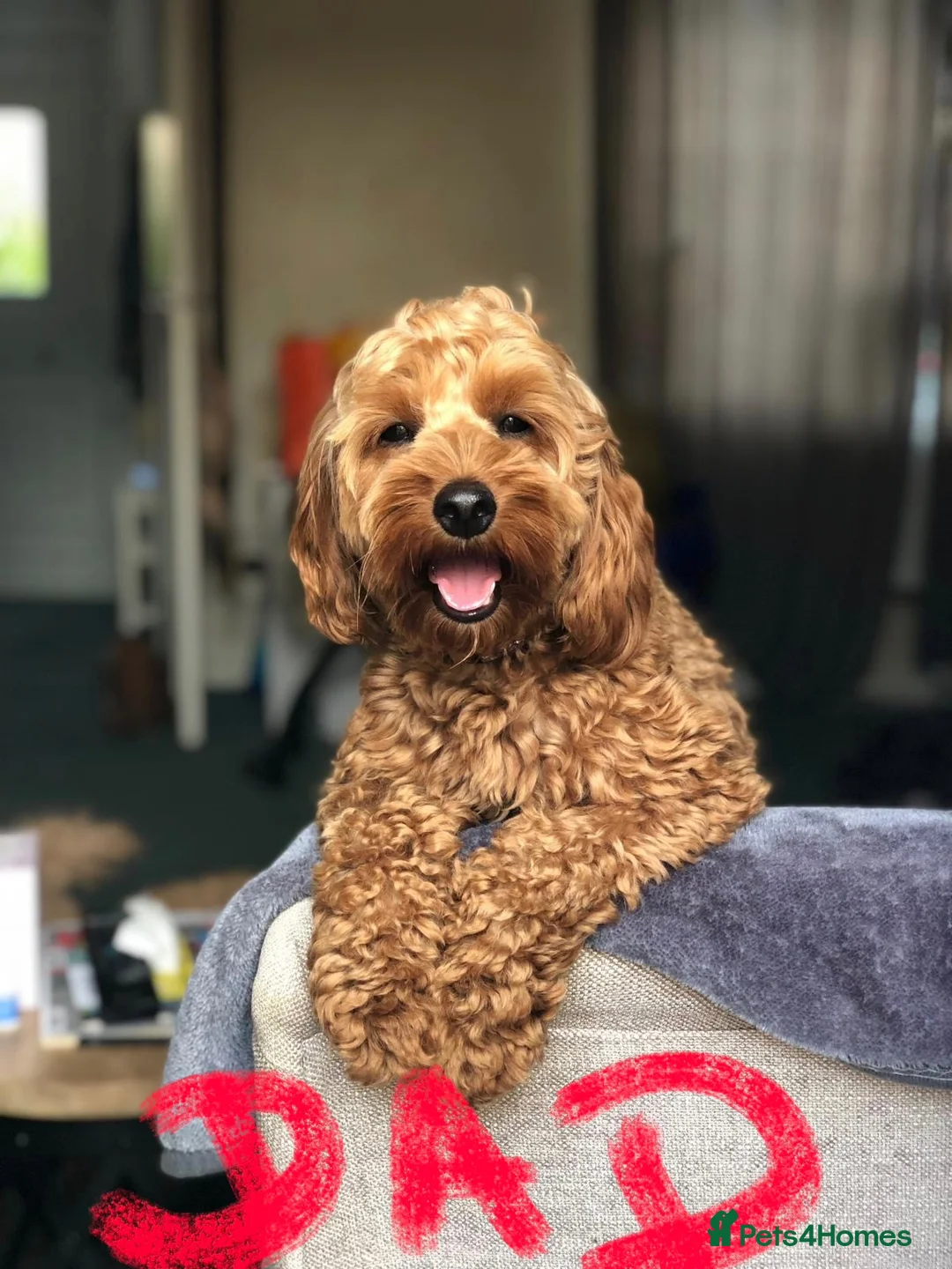 Cavapoo dogs for sale: Cavapoo puppies - Advert 2