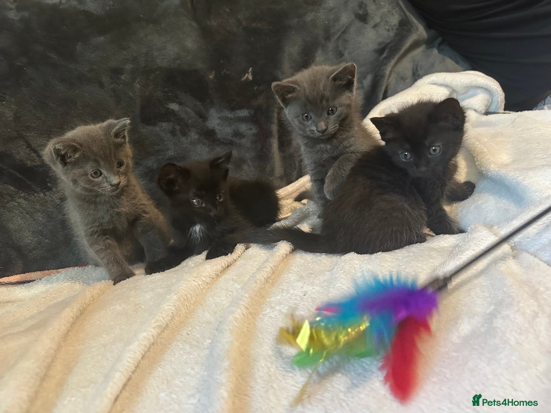 Ragdoll cats for sale: Ragdoll cross domestic shorthaired kittens  - Image 1