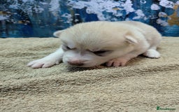 Siberian Husky dogs for sale: Beautiful pure Siberian Husky - Image 3