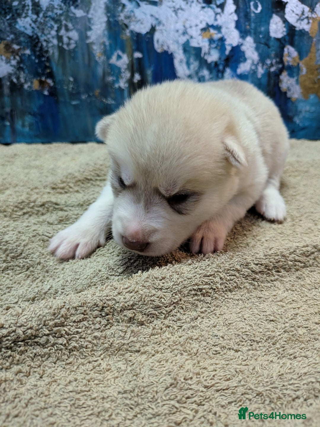Siberian Husky dogs for sale: Beautiful pure Siberian Husky - Image 3