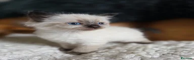 Ragdoll 2