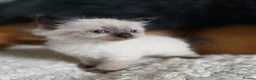 Ragdoll cats for sale: Gorgeous Ragdoll Kittens - Advert 9