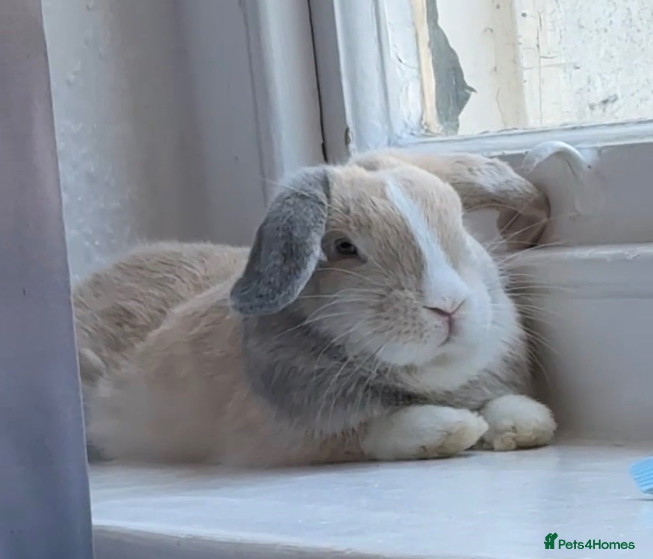 Mixed Breed rabbits Male rabbit looking for his forever home 💔 - Advert 13