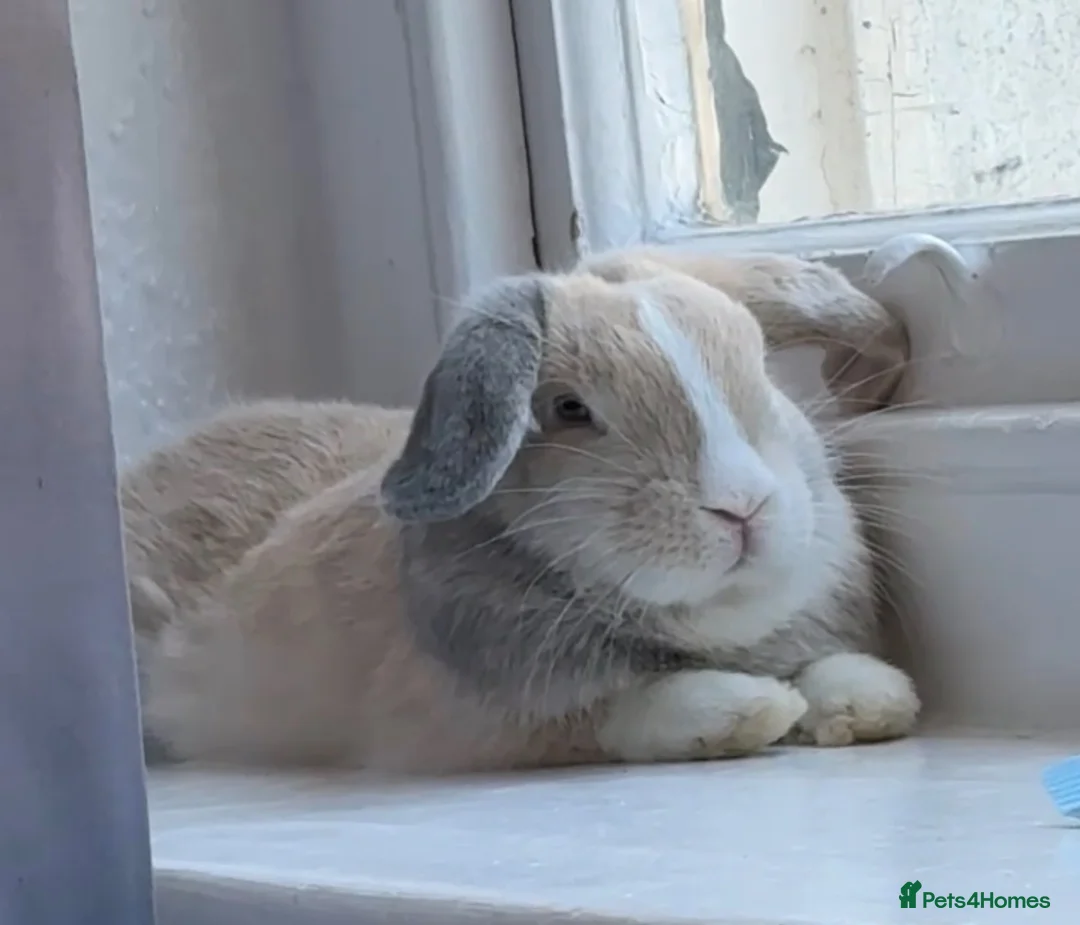 Mixed Breed rabbits for sale: Male rabbit looking for his forever home 💔 - Advert 1