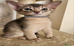 Abyssinian cats for sale: Abyssinian Kittens - Image 22
