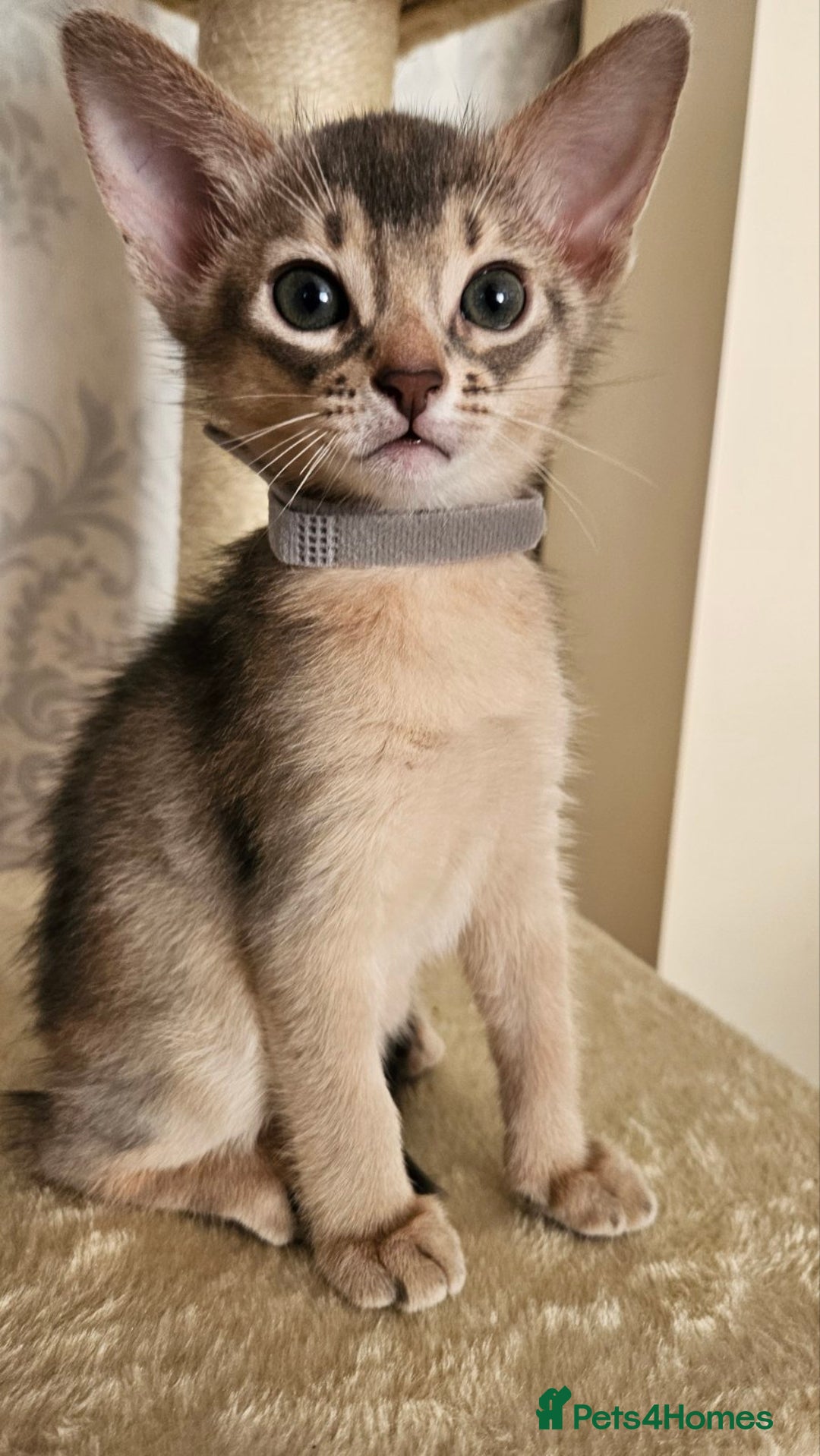 Abyssinian cats for sale: Abyssinian Kittens - Image 22