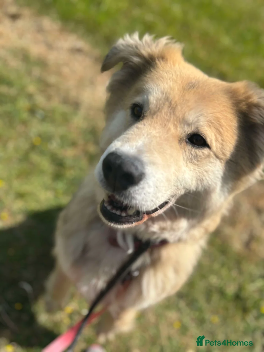 Mixed Breed dogs for adoption: Meet Paddy, currently residing in Cheshire  in Nantwich - Advert 25