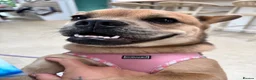 Mixed Breed dogs for sale: French bulldog x chow  in Southend-on-Sea - Advert 8