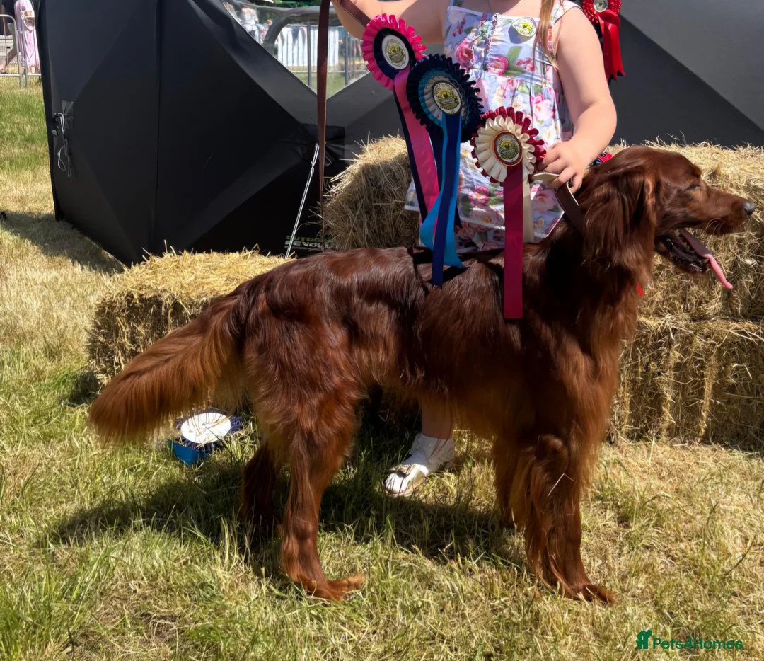 Irish Setter dogs for sale: Confident loving Irish Setter puppies  - Advert 14