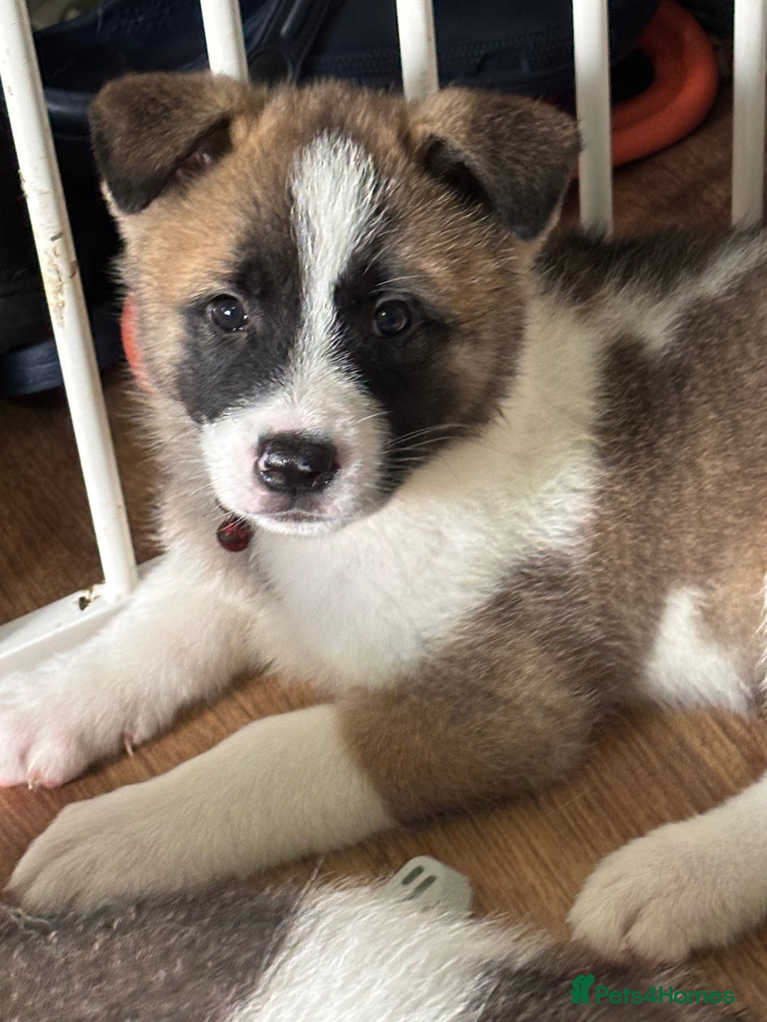 Akita dogs for sale: American akita Female bitches  - Image 12