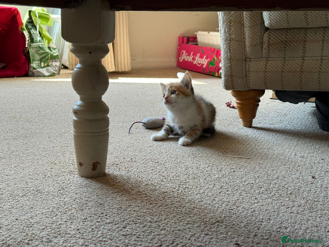 Mixed Breed cats for sale: Very nice kittens from the best mother. - Image 5