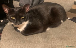 Mixed Breed cats for sale: Susie  - Image 4