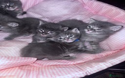 Maine Coon cats for sale: READY NOW Maine coon kittens  - Image 20