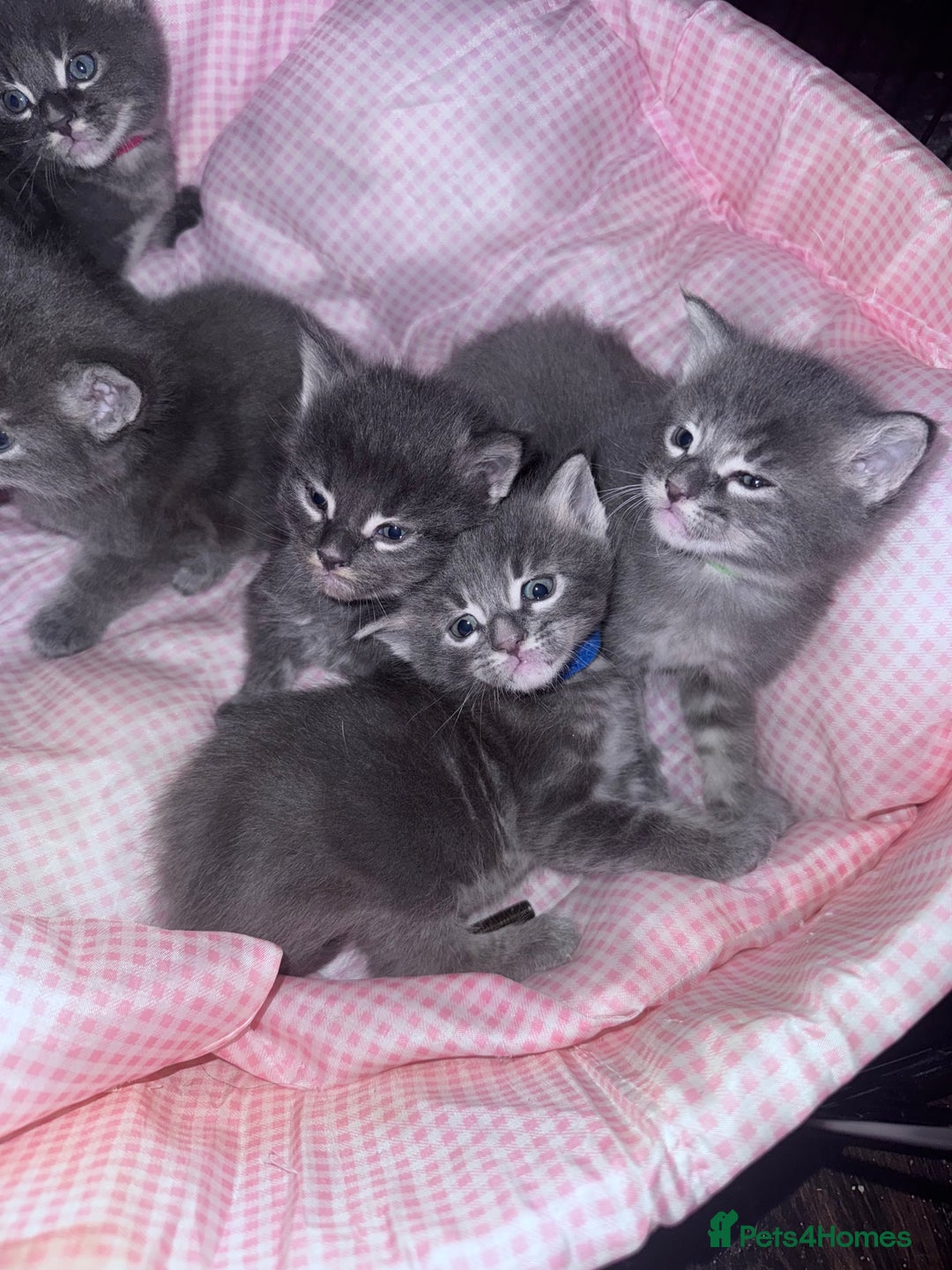Maine Coon cats for sale: READY NOW Maine coon kittens  - Image 20