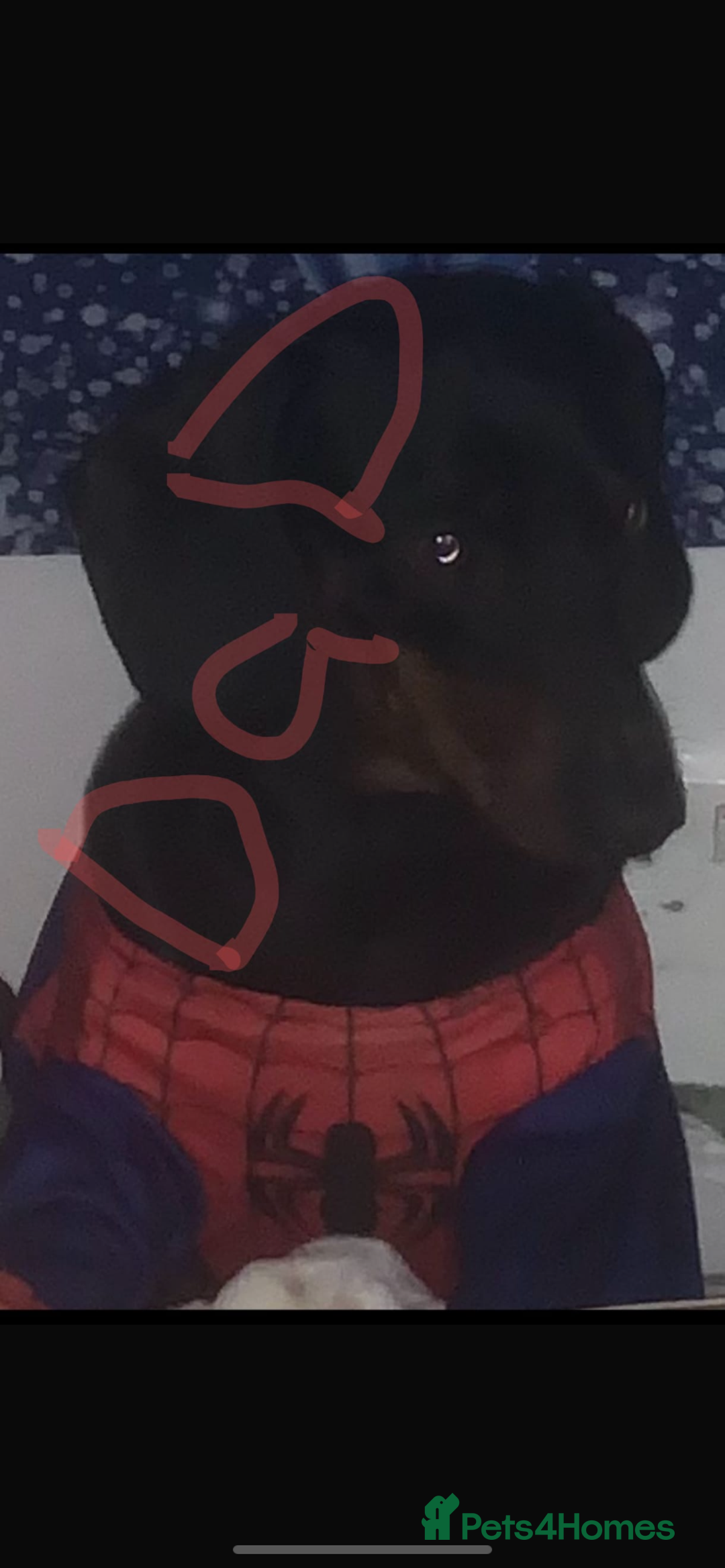 Dachshund dogs for sale: 6 miniature dauchund puppies for sale  - Advert 2