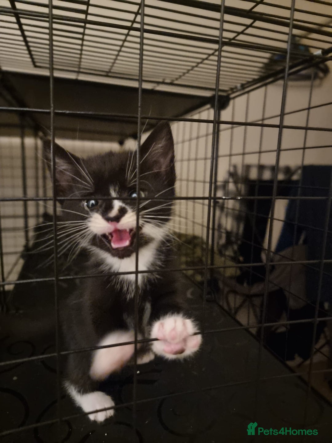 Mixed Breed cats for sale: Ginger tuxedo kittens  - Advert 6