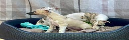 Whippet dogs for sale: AVAILABLE Kc reg healthy, sweet, gentle whippets - Advert 13