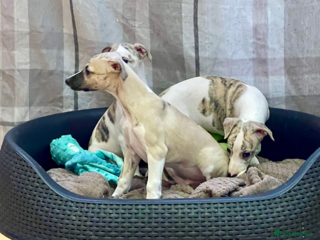 Whippet dogs for sale: AVAILABLE Kc reg healthy, sweet, gentle whippets - Advert 13