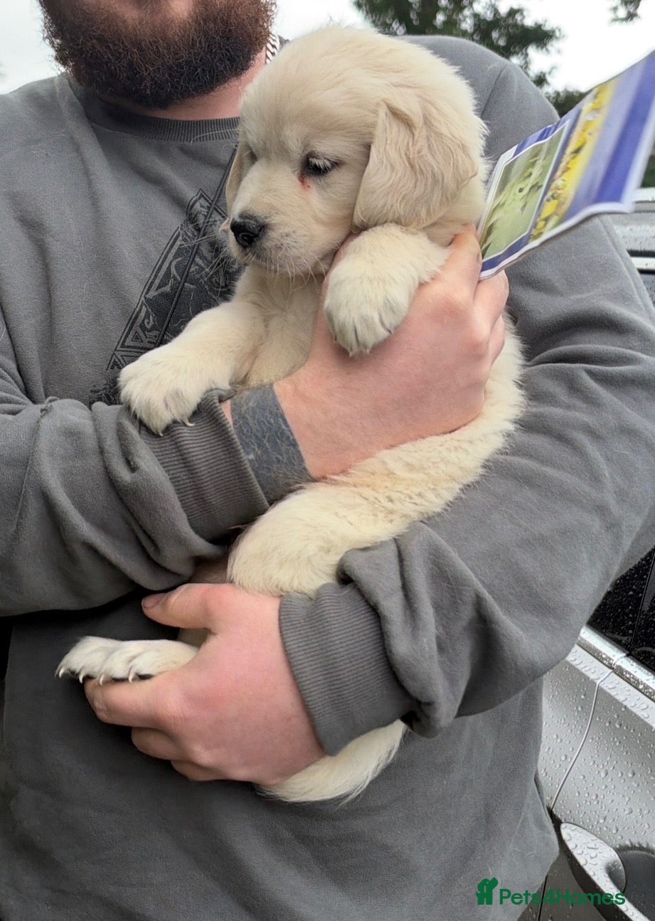 Golden Retriever dogs for sale: Golden retriever Pup - Advert 1