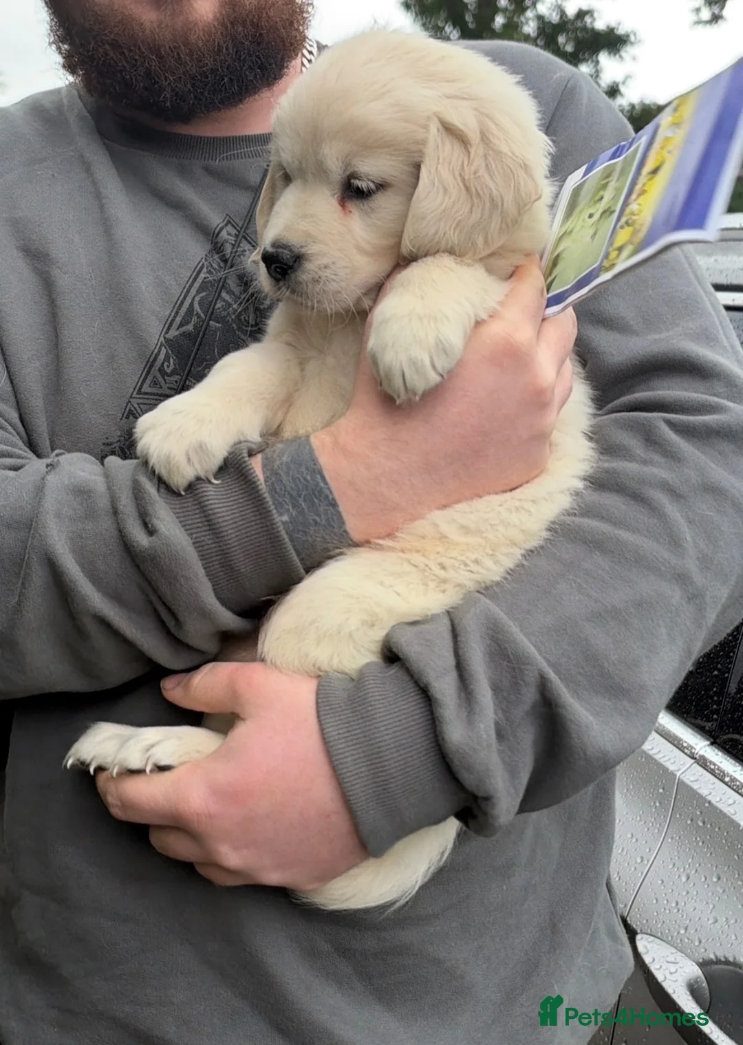 Golden Retriever dogs for sale: Golden retriever Pup - Advert 1