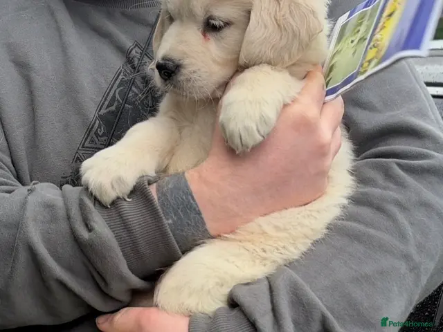 Golden Retriever dogs for sale: Golden retriever Pup - Advert 1