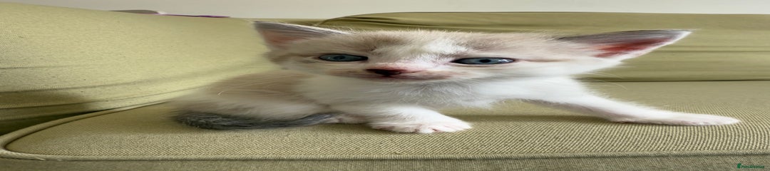 Scottish Kitten white 