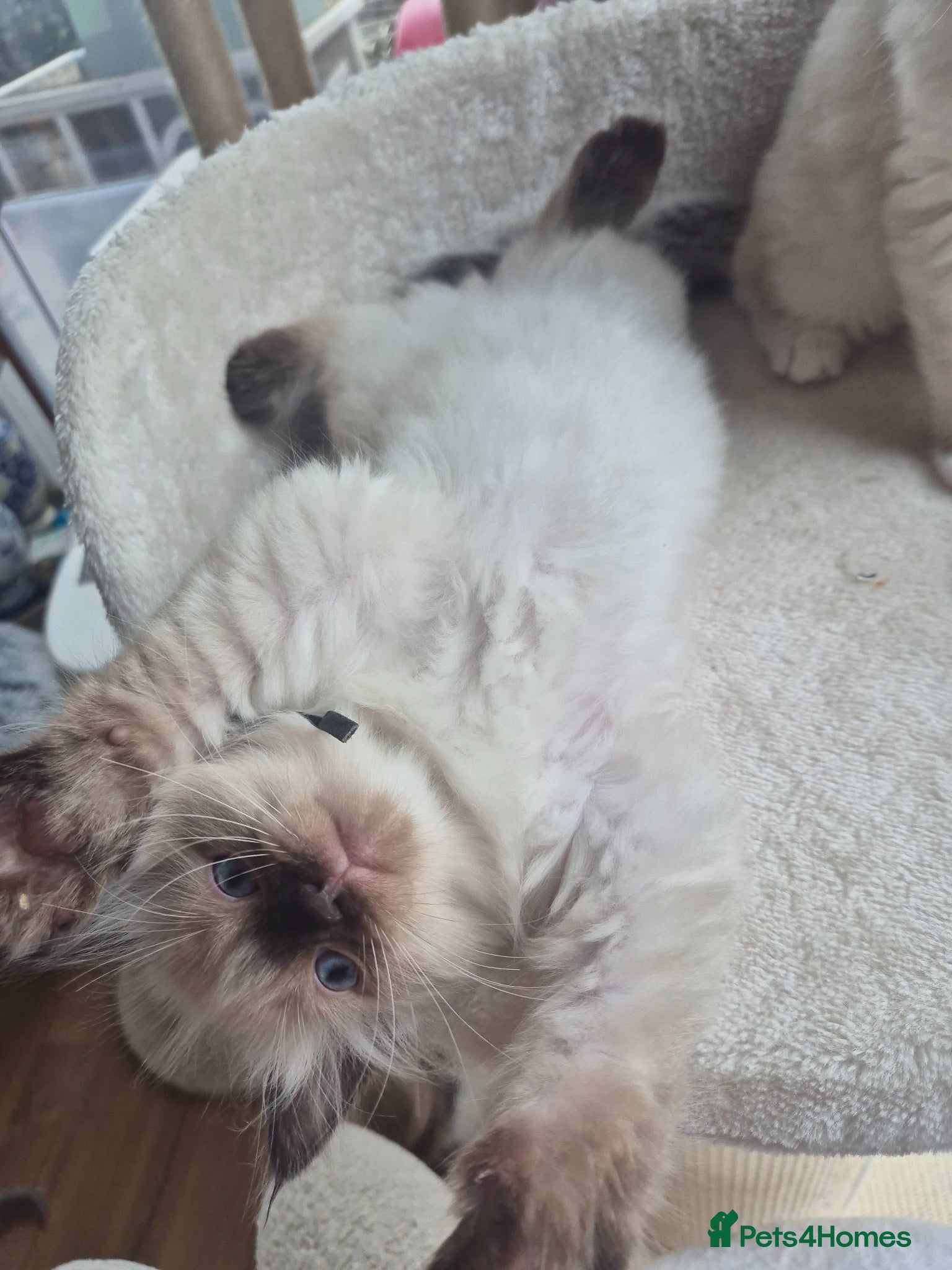 Ragdoll cats Beautiful ragdolls gccf and tica registered - Advert 1