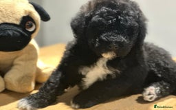 Mixed Breed dogs for sale: F1B SAINTBERNADOODLE BOYS AND GIRLS - Image 13