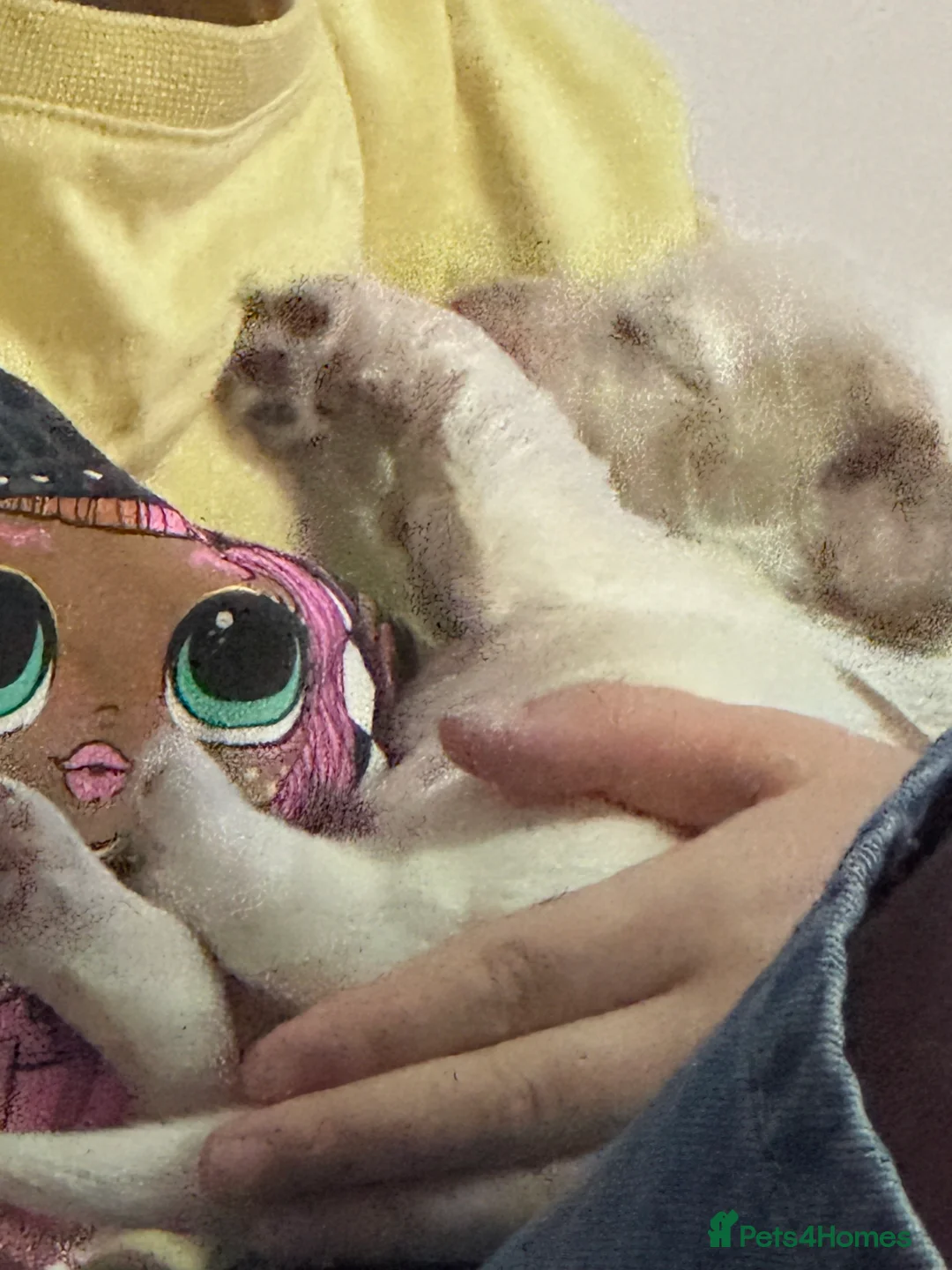 Cocker Spaniel dogs for sale: Pure Show Cocker Spaniels  - Advert 7