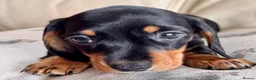 Miniature Dachshund dogs for sale: Miniature dachshund  - Advert 21