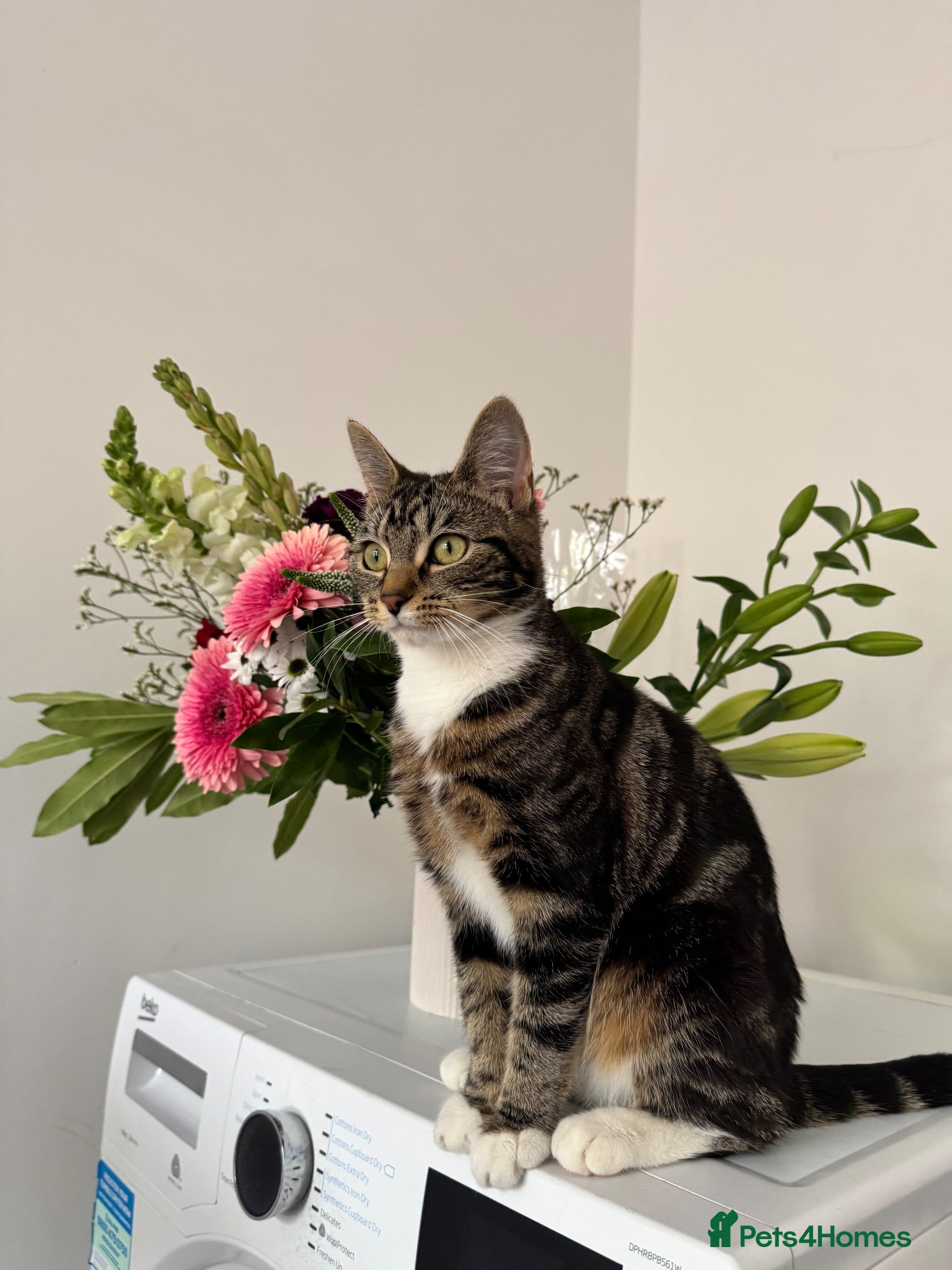 Mixed Breed cats Lovely Kitten Looking for a Loving Home - Advert 7