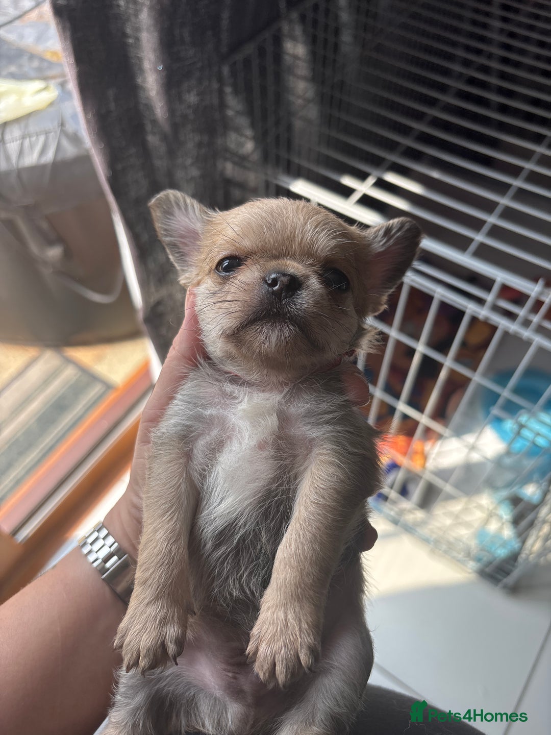 Mixed Breed dogs for sale: 6 beautiful puppies for sale, 3 female and 3 male - Image 30