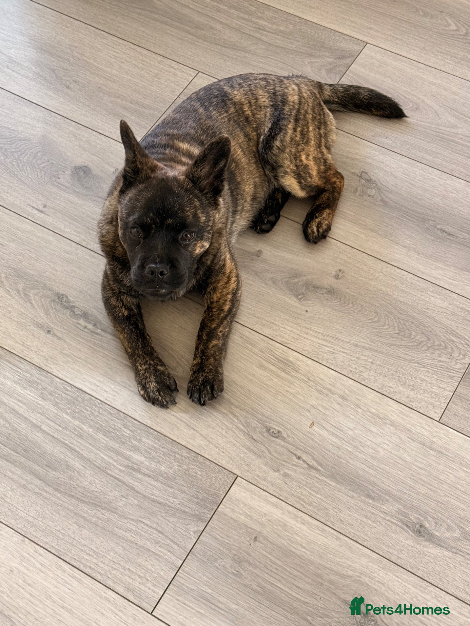 Mixed Breed dogs Femal chow chow cross french bulldog  - Advert 8