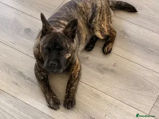 Mixed Breed dogs Femal chow chow cross french bulldog - Advert 8