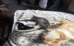 Guinea Pig rodents for sale: 2 beautiful funky girls - Advert 2