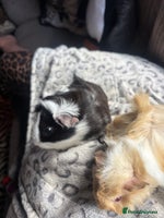 Guinea Pig rodents 2 beautiful funky girls - Advert 2