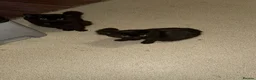 Bombay cats for sale: Black cat - Advert 9