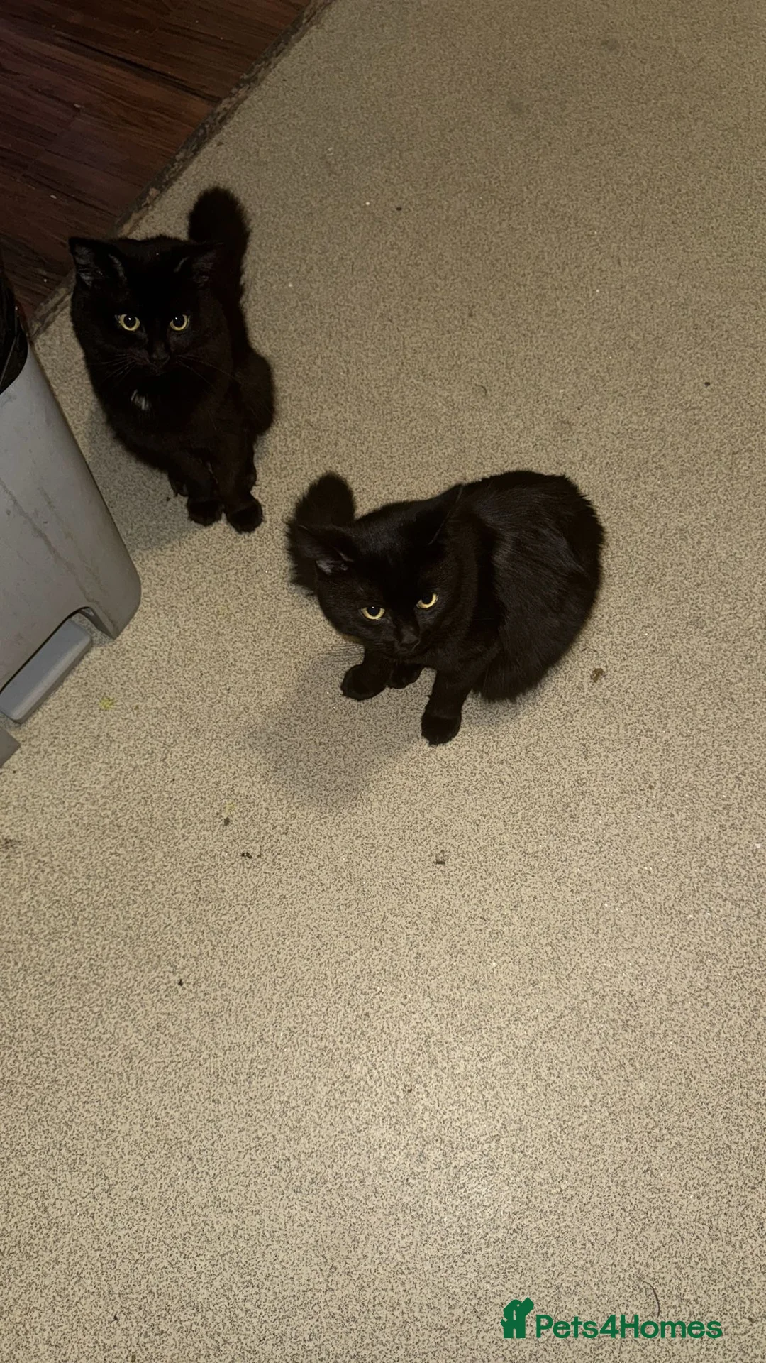 Bombay cats for sale: Black cat - Advert 9