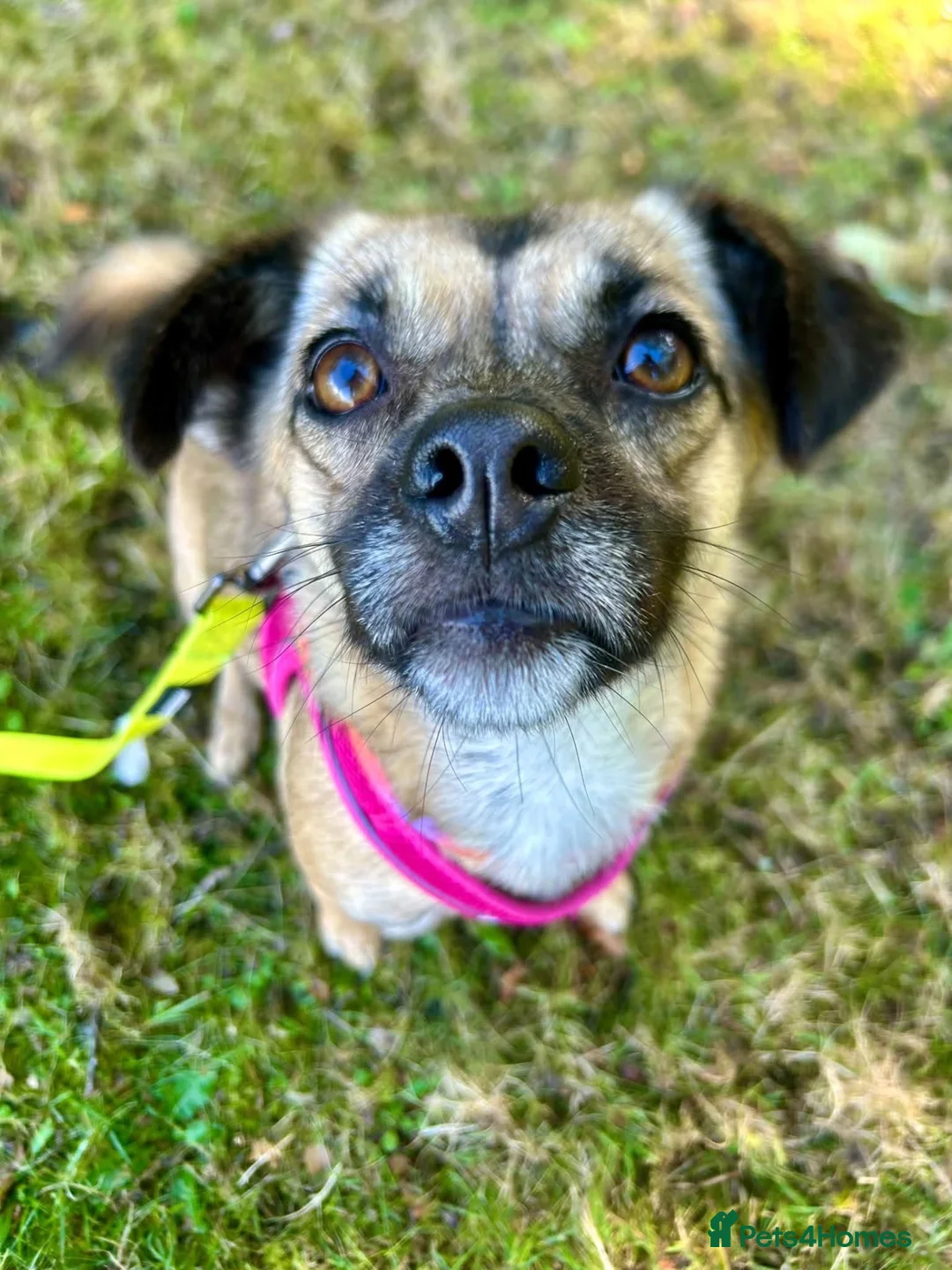 Mixed Breed dogs for adoption: Meet Marlene  12 months old  7kg Romanian mix  - Advert 2