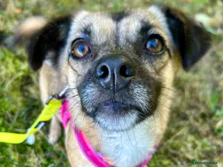 Mixed Breed dogs Meet Marlene 12 months old 7kg Romanian mix - Advert 4