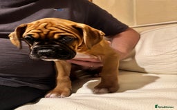 Boxer dogs for sale: 1 Female Boxer X Puppies-Ready Now - Image 34