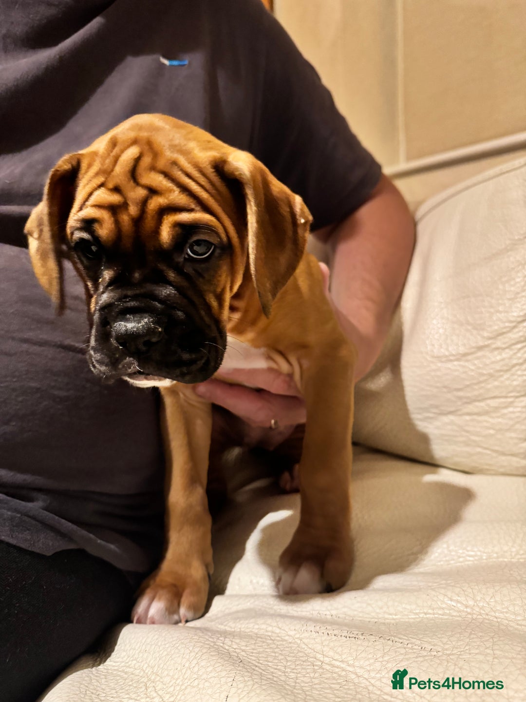 Boxer dogs for sale: 1 Female Boxer X Puppies-Ready Now - Image 34