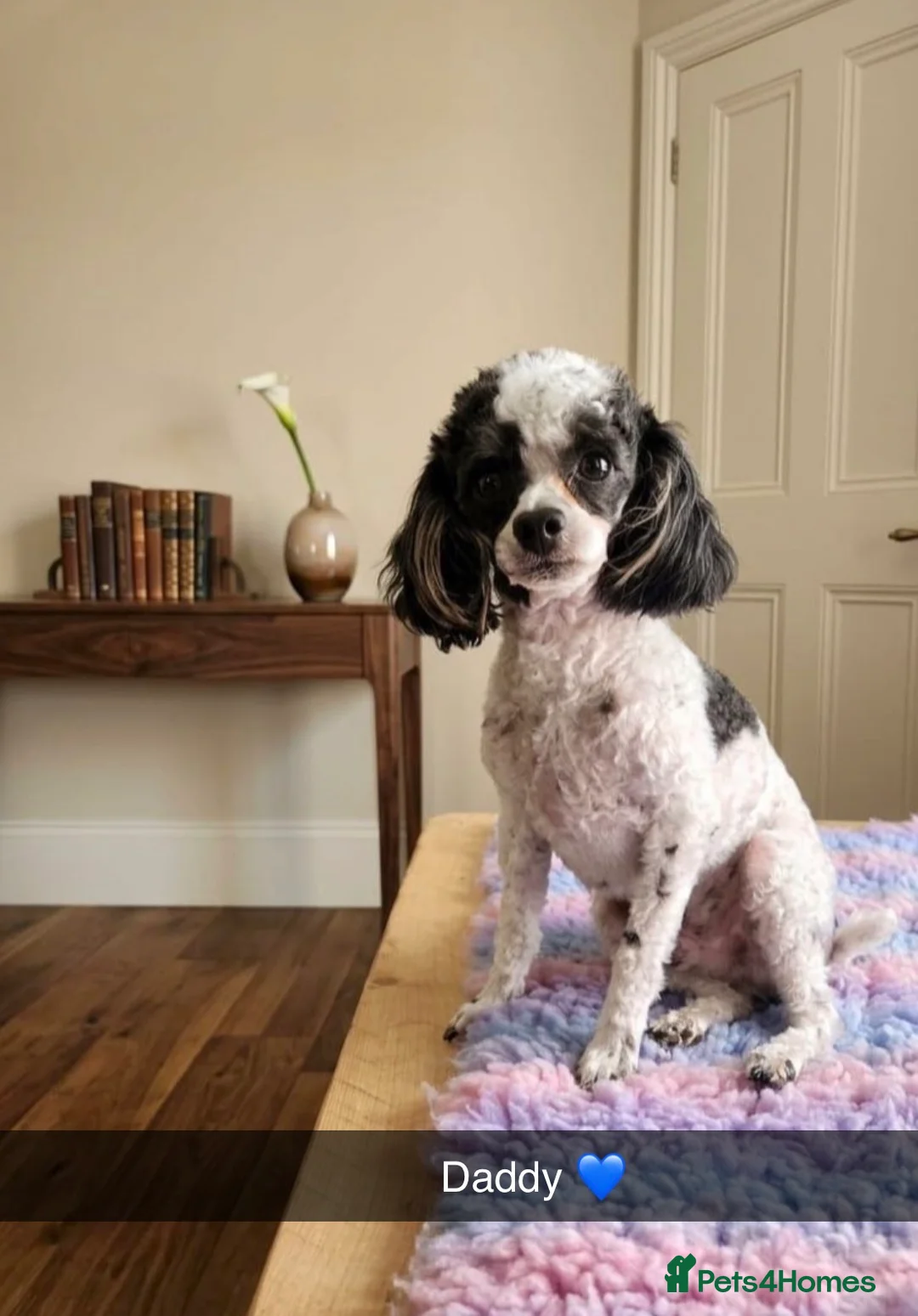 Cockapoo dogs for sale: Beautiful cockapoo pups  - Advert 16