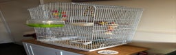 Finches birds for sale: Zebra Finches - Advert 1